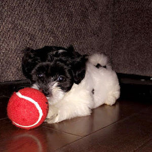 Meet your Posher, Tanner